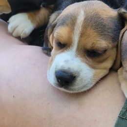 Beagles from Mallory Beagles