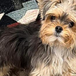 Morkies from Melanie Mitchell