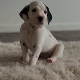 Dalmatian Puppies from Pawsitively Spotted