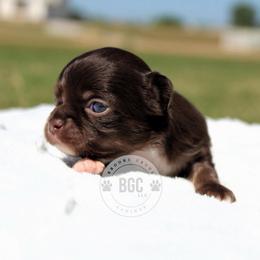 Ash - Chocolate and tan male Chihuahua puppy in Forsyth, Georgia from Brooks Grove Canines LLC