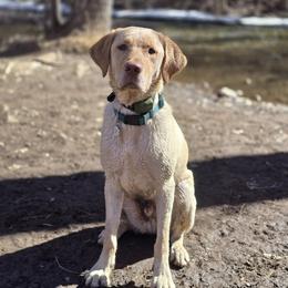 Labrador Retriever puppies from LuLu Ridge Pups