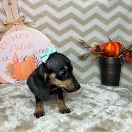 Gothh - Dachshund