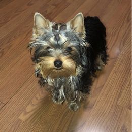 Tiger Lilly - Yorkshire Terrier