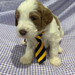 Mars - Parti male Goldendoodle puppy in Camden, North Carolina from Oopsie Doodles of NC