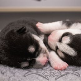 "Past puppies (Jigs X Naava)" Siberian Husky Puppies from Ivie Huskies
