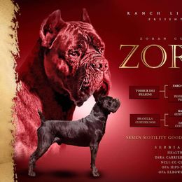 Zoran - Cane Corso