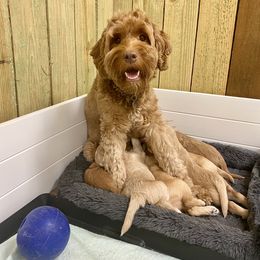 Australian Labradoodle Puppies from Salona Australian Labradoodles