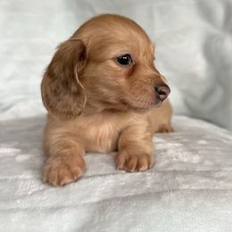 Rachel - Cream female Dachshund puppy in Lake City, Florida from KNG FARMS