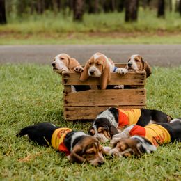 Basset Hound Puppies from Greene Acres Bassets
