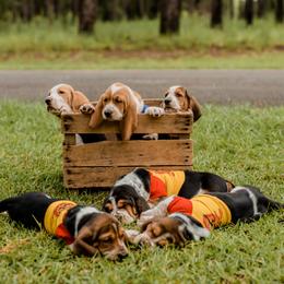 Basset Hound Puppies from Greene Acres Bassets