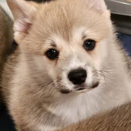 Pembroke Welsh Corgi Puppies from Kari's Pembroke Welsh Corgis