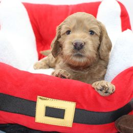 Big Ben - Gold male Australian Cobberdog puppy in Bellingham, Minnesota from Whispering Prairie Australian Cobberdog