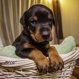 Boy 1 - Doberman Pinscher puppy in Ault, Colorado from Stand Alone European Dobermans