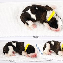 Female 4 - Red and white female Saint Bernard puppy in Albany, Georgia from Magnolia Saint Bernards