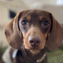 Dachshunds from Brooke Haven Dachshunds