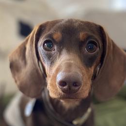 Dachshunds from Brooke Haven Dachshunds