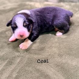 Frosty - Black tri-color male Australian Shepherd puppy in Howardsville, Virginia from Spectacular Aussies and Cavaliers