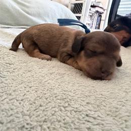 Blue Boy - Cream male Dachshund puppy in Descanso, California from Kendaline Kennels
