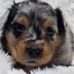 KB.BMF2 - Blue merle female Australian Shepherd puppy in Deer Lodge, Tennessee from KSH Aussie Haven