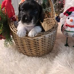 Tucker - Piebald male Dachshund puppy in Winter Haven, Florida from Gateway 2 Little Paws