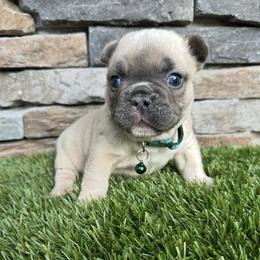 Boy 4 - Blue fawn male French Bulldog puppy in Jacksonville, Florida from Jacksonville Frenchies