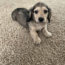 Chris - Cream Dachshund puppy in Perris, California from Doxie_pupps