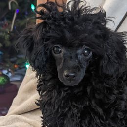 Rose - Poodle
