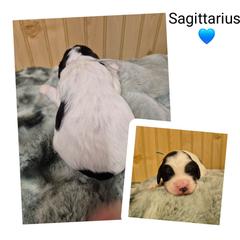 Sagittarius - Black white and tan male Springerdoodle puppy in Freeland, Michigan from McNally's Springer Spaniels