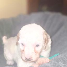 Reef (Green girl) - White female Poodle puppy in Griswold, Connecticut from Flatrock Kennels of CT
