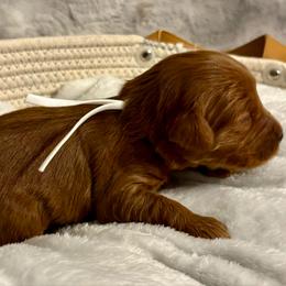 Toadette - Red  female Goldendoodle puppy in Dayton, Tennessee from MK Goldendoodles