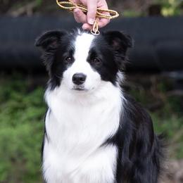 Feta - Border Collie