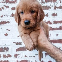 Smoky - orange - Dark golden male Golden Retriever puppy in Greeneville, Tennessee from Cultivate Farm