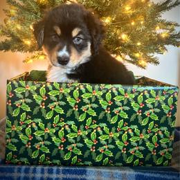 Beetle Juice - Black tri-color male Australian Shepherd puppy in Roy, Utah from Sage House Pups