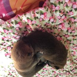 Shiba Inu Puppies from Avalon/Amaterasu-Omikami Sou