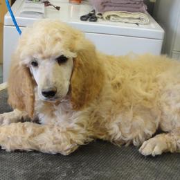 Poodles from Kokopelli Standard Poodles