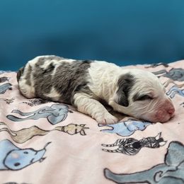 Payday - Merle male Bernedoodle puppy in Lancaster, Pennsylvania from NLB Mini Bernedoodles