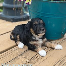 Newspaper - Black tri-color female Aussiedoodle puppy in Henry, Illinois from Rowe Farms Doodles