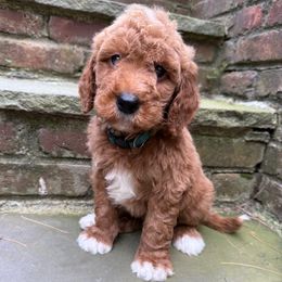 Dark green collar boy - Red  male Goldendoodle puppy in Ridgewood, New Jersey from Jessie’s Doodles