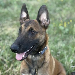 Enzo - Fawn sable male Belgian Malinois puppy in Briggs, Texas from Madhouse’s Belgian Malinois and German Shepherds