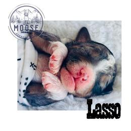 Lasso - Merle female Bernedoodle puppy in Belleville, Michigan from Moose Tracks Bernedoodles