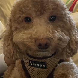 Misty - Poodle