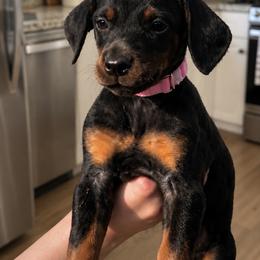 Miss Prissy - Black and rust female Doberman Pinscher puppy in Wellington, Ohio from Jessie (TDD, llc)