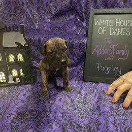 Great Dane Puppies from White House of Danes