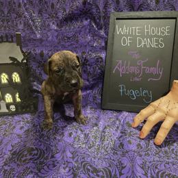 Great Dane Puppies from White House of Danes