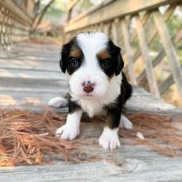 Lou - Tri-color male Bernedoodle puppy in Wamego, Kansas from Doodles of Oz