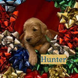 Hunter - Apricot male Goldendoodle puppy in Stroudsburg, Pennsylvania from Momma’s Mini Goldendoodles