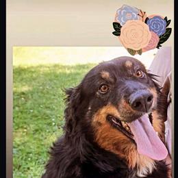 Rayne - Australian Shepherd