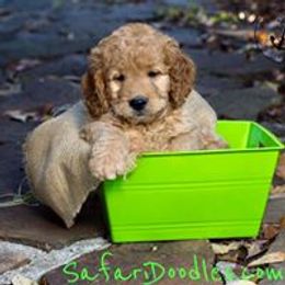 Goldendoodle, Labradoodle, and Bordoodle Puppies from Safari Doodles