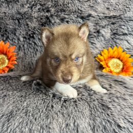 Lucchese - Red and white male Siberian Husky puppy in Folsom, Louisiana from Geaux Fluffy