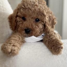 Poodle Puppies from Bruno & Co. Puppies